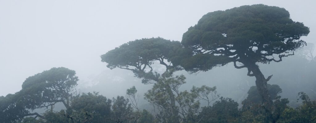 Mist rolling in over the Horton Plains